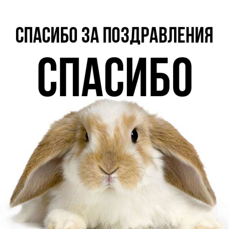 Картинка Спасибо за поздравления, СПАСИБО