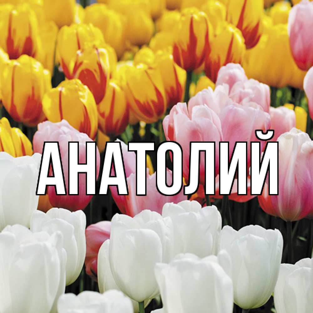 Открытка  с именем. Анатолий, Главная  