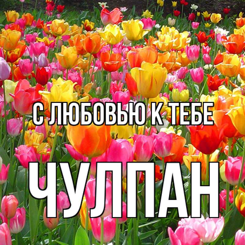 Картинка С любовью к тебе, Чулпан