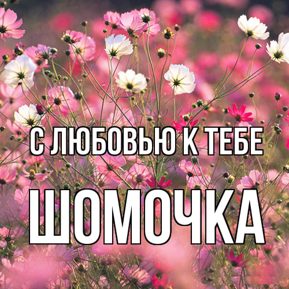 Открытка  с именем. Шомочка, С любовью к тебе  