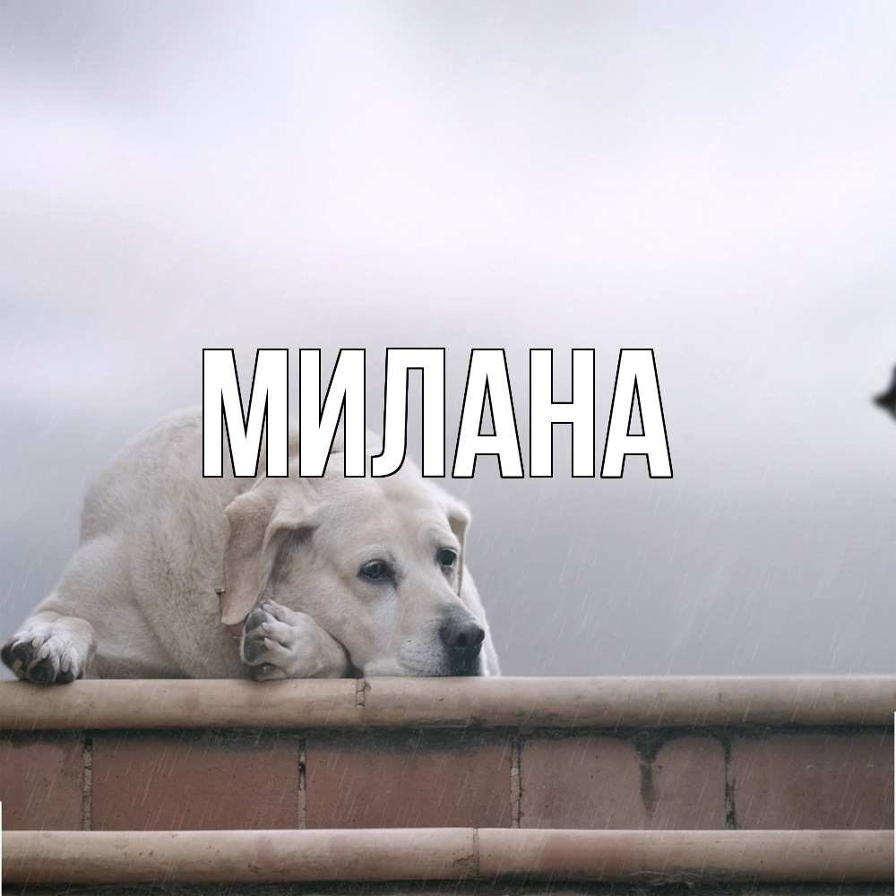 Открытка  с именем. Милана, Главная  