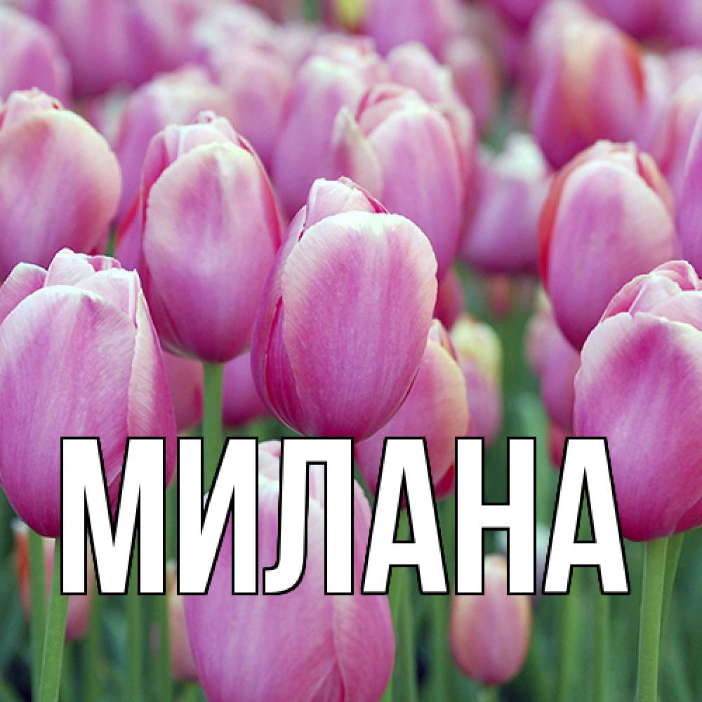 Открытка  с именем. Милана, Главная  