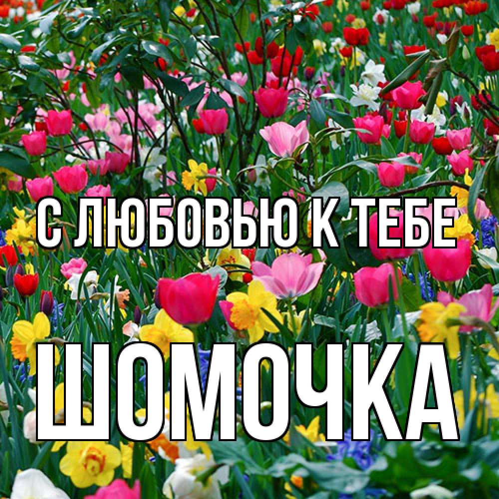 Открытка  с именем. Шомочка, С любовью к тебе  