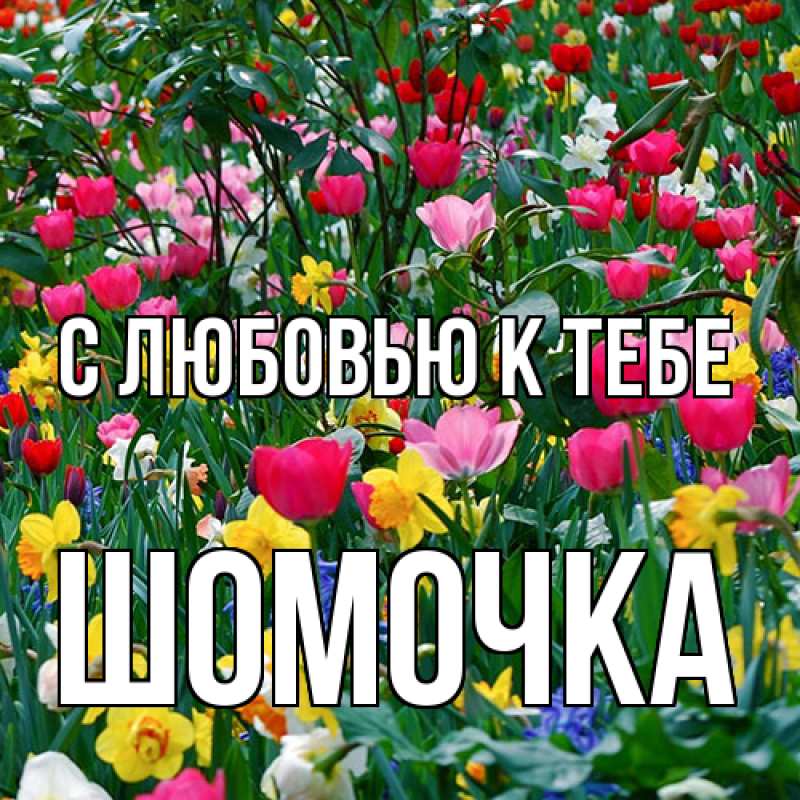 Картинка С любовью к тебе, Шомочка