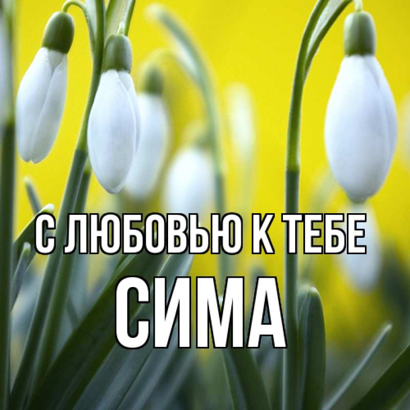 Картинка С любовью к тебе, Сима