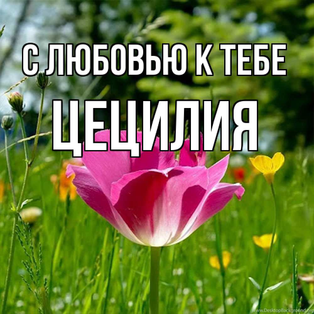 Открытка  с именем. Цецилия, С любовью к тебе  