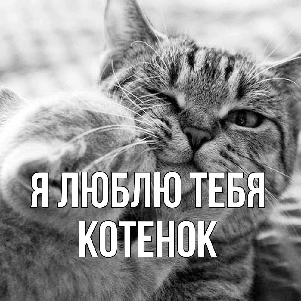 Открытка  с именем. Котенок, Я люблю тебя  
