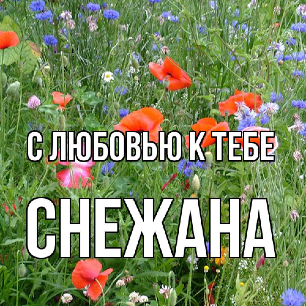 Открытка  с именем. Снежана, С любовью к тебе  