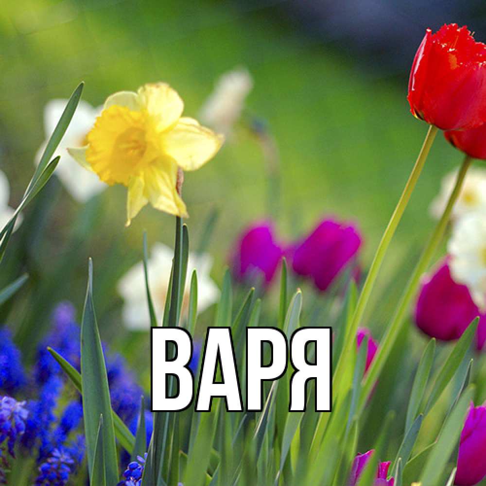 Открытка  с именем. варя, Главная  