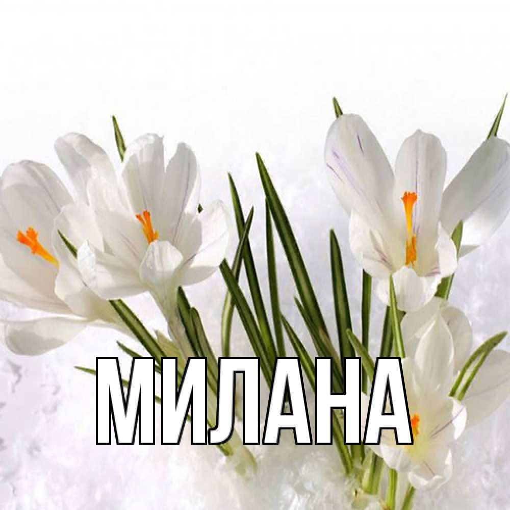 Открытка  с именем. Милана, Главная  