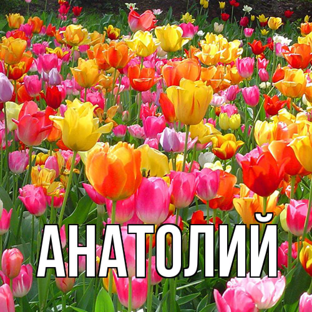 Открытка  с именем. Анатолий, Главная  