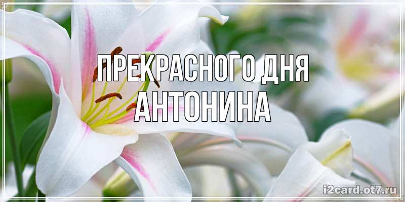 Картинка Прекрасного дня, Антонина