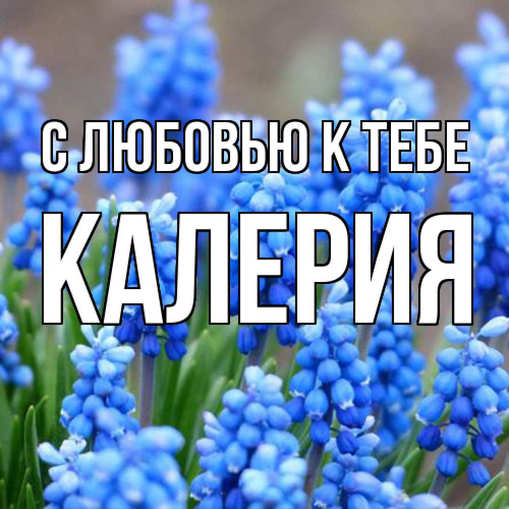 Открытка  с именем. Калерия, С любовью к тебе  