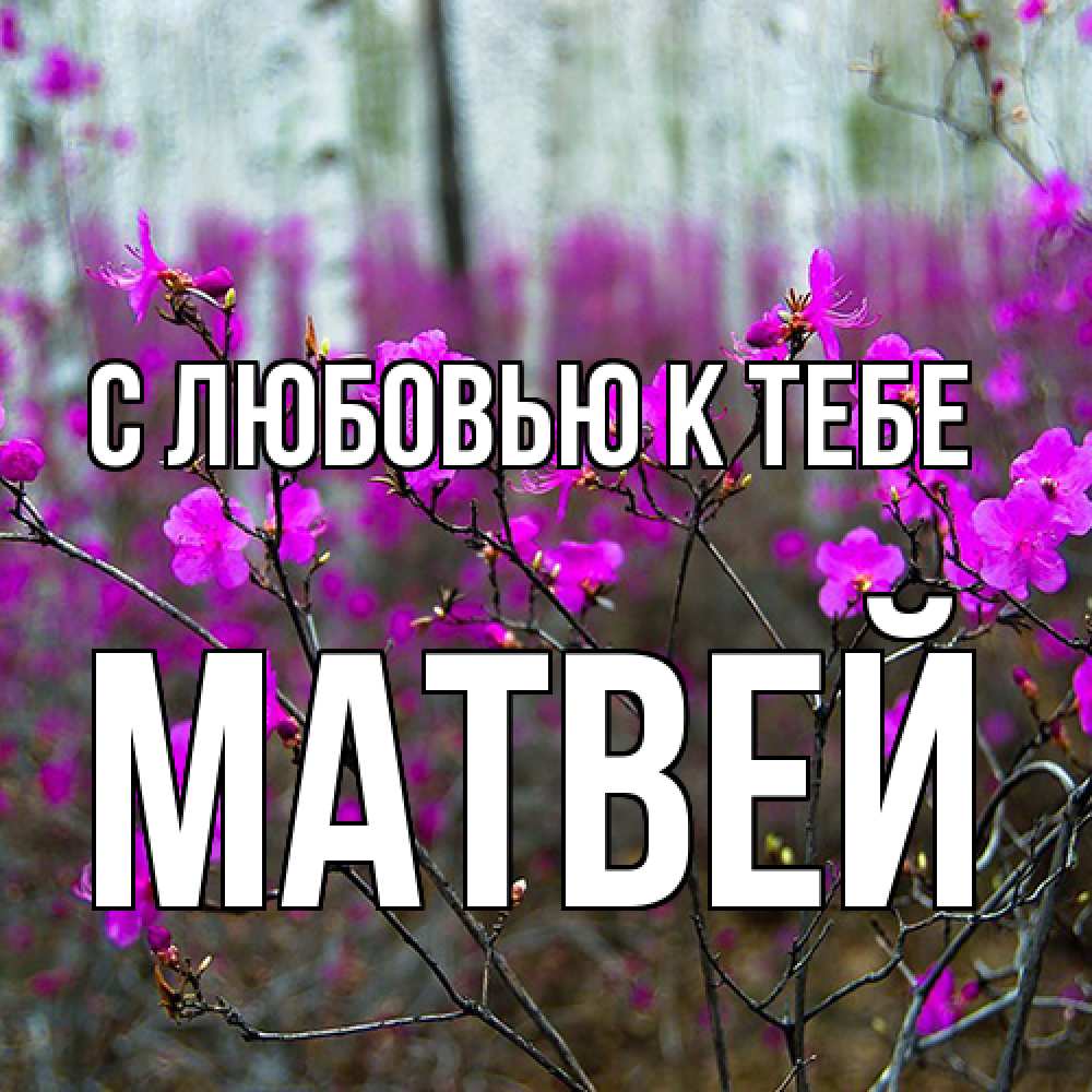 Открытка  с именем. Матвей, С любовью к тебе  