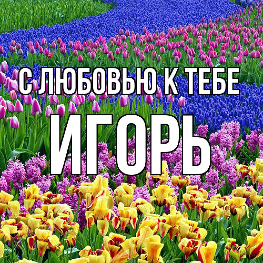 Открытка  с именем. Игорь, С любовью к тебе  