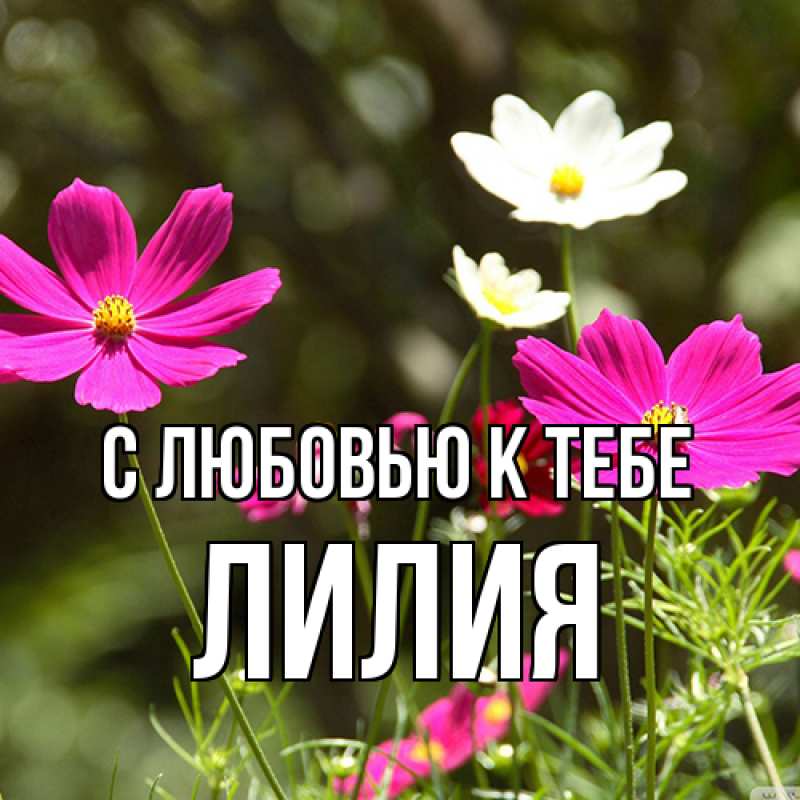 Картинка С любовью к тебе, ЛИлия