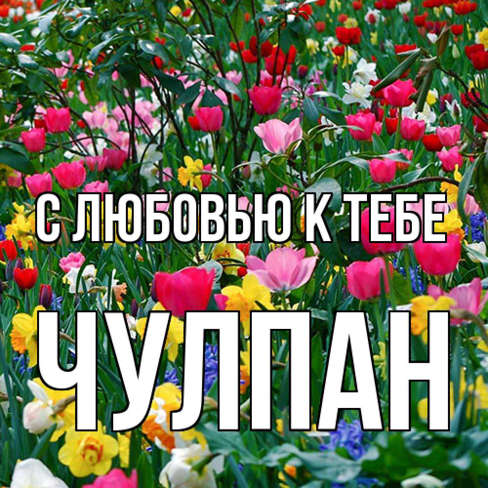 Открытка  с именем. Чулпан, С любовью к тебе  