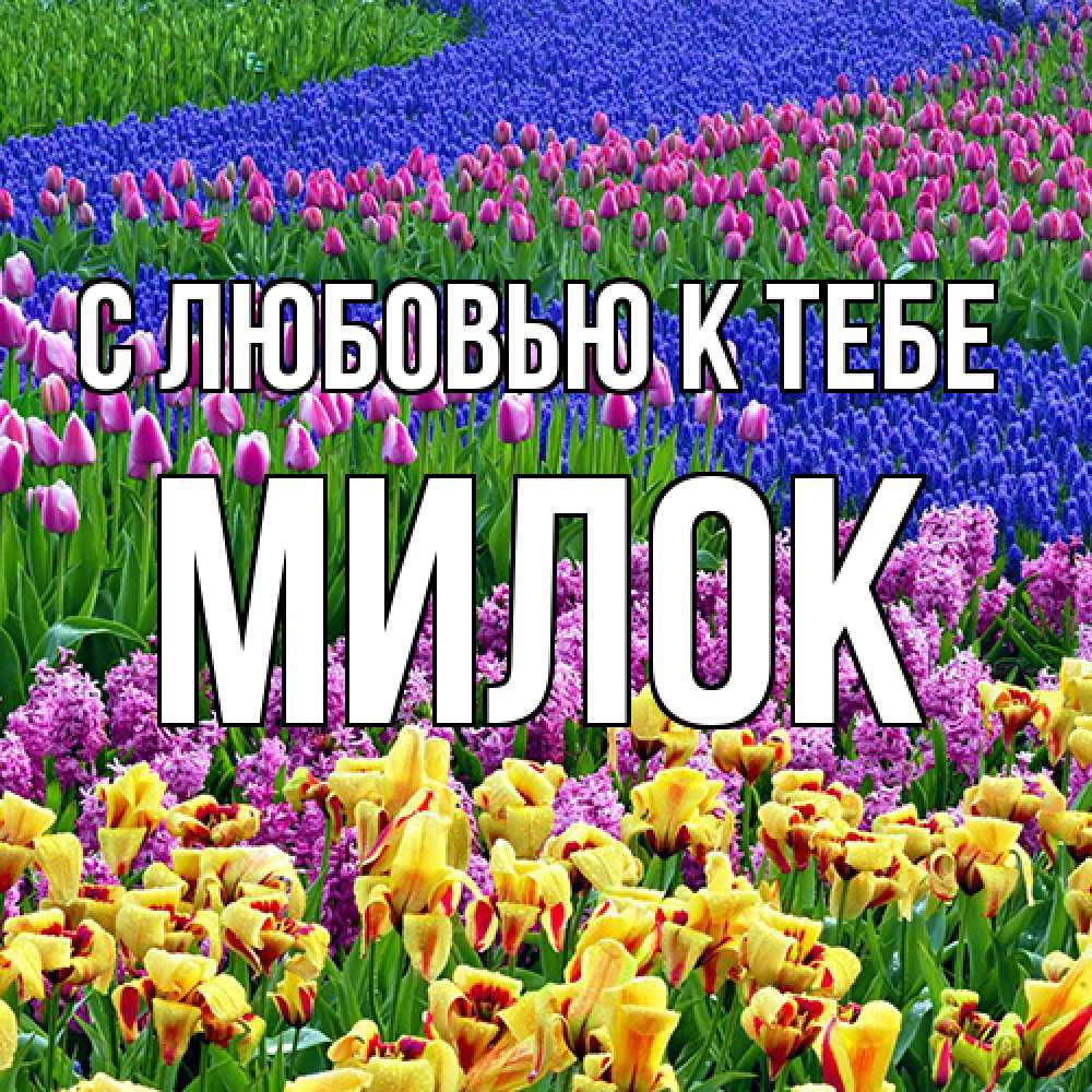 Открытка  с именем. Милок, С любовью к тебе  