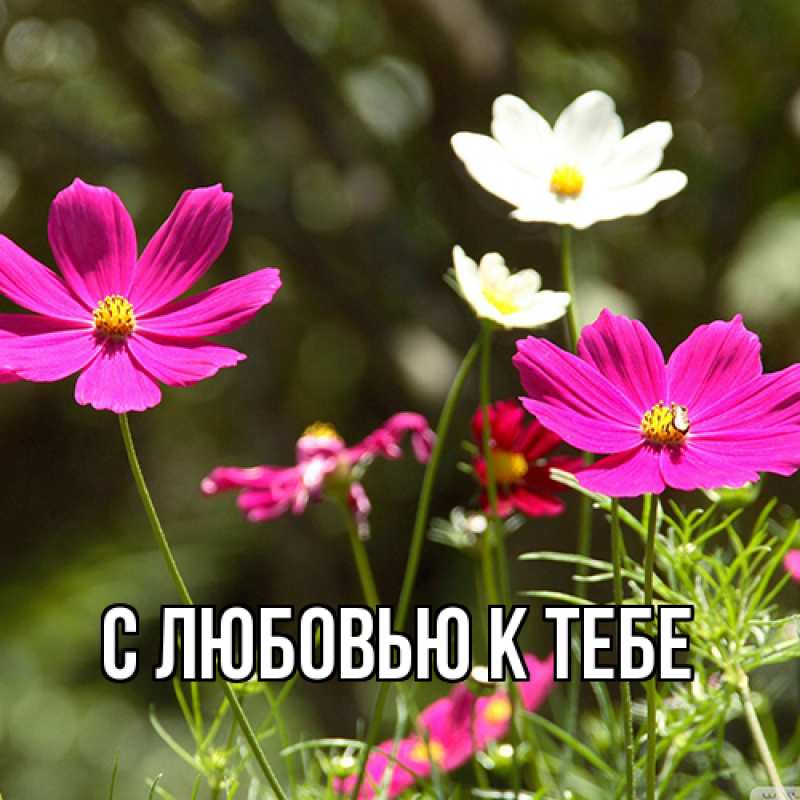 Картинка С любовью к тебе, 