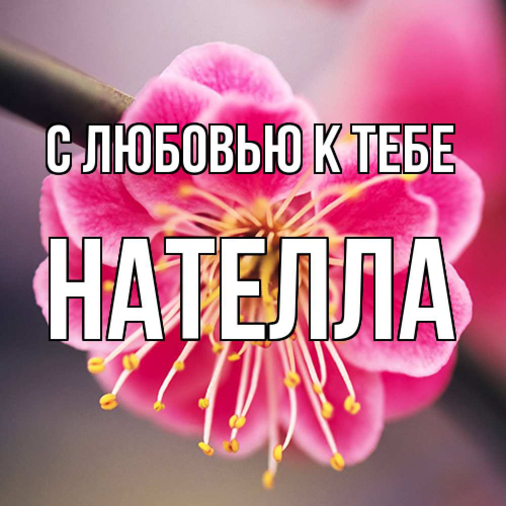 Открытка  с именем. Нателла, С любовью к тебе  