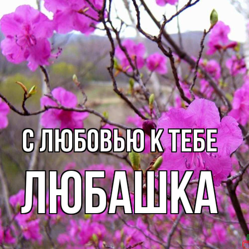 Открытка  с именем. Любашка, С любовью к тебе  