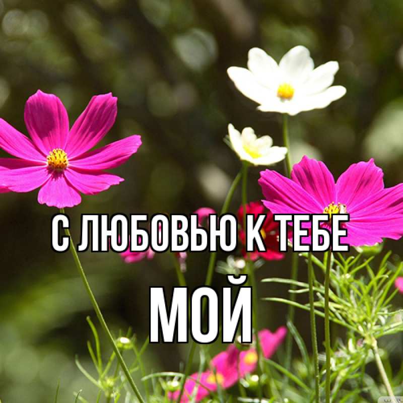 Картинка С любовью к тебе, Мой