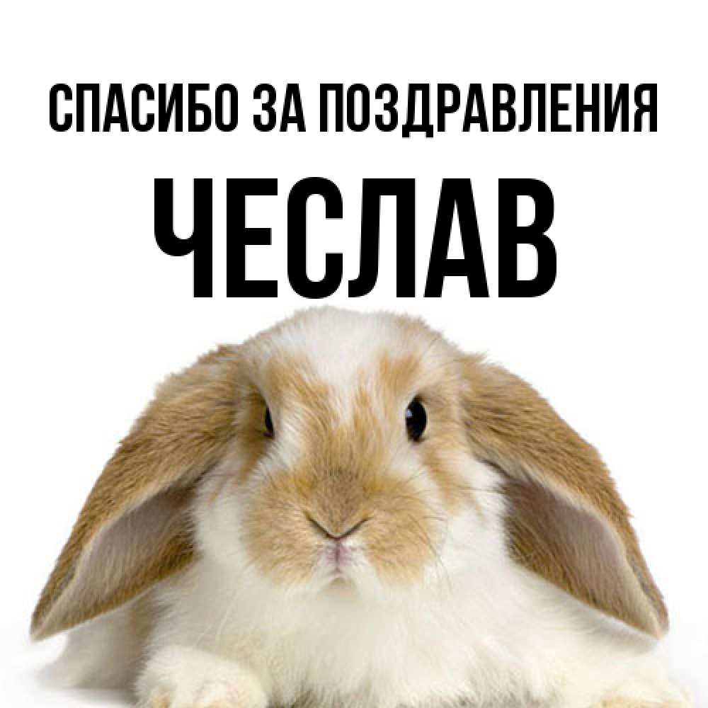 Открытка  с именем. Чеслав, Спасибо за поздравления  