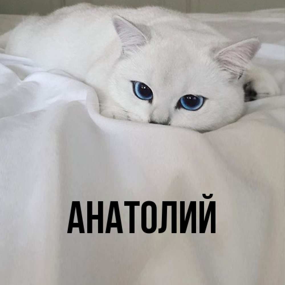 Открытка  с именем. Анатолий, Главная  