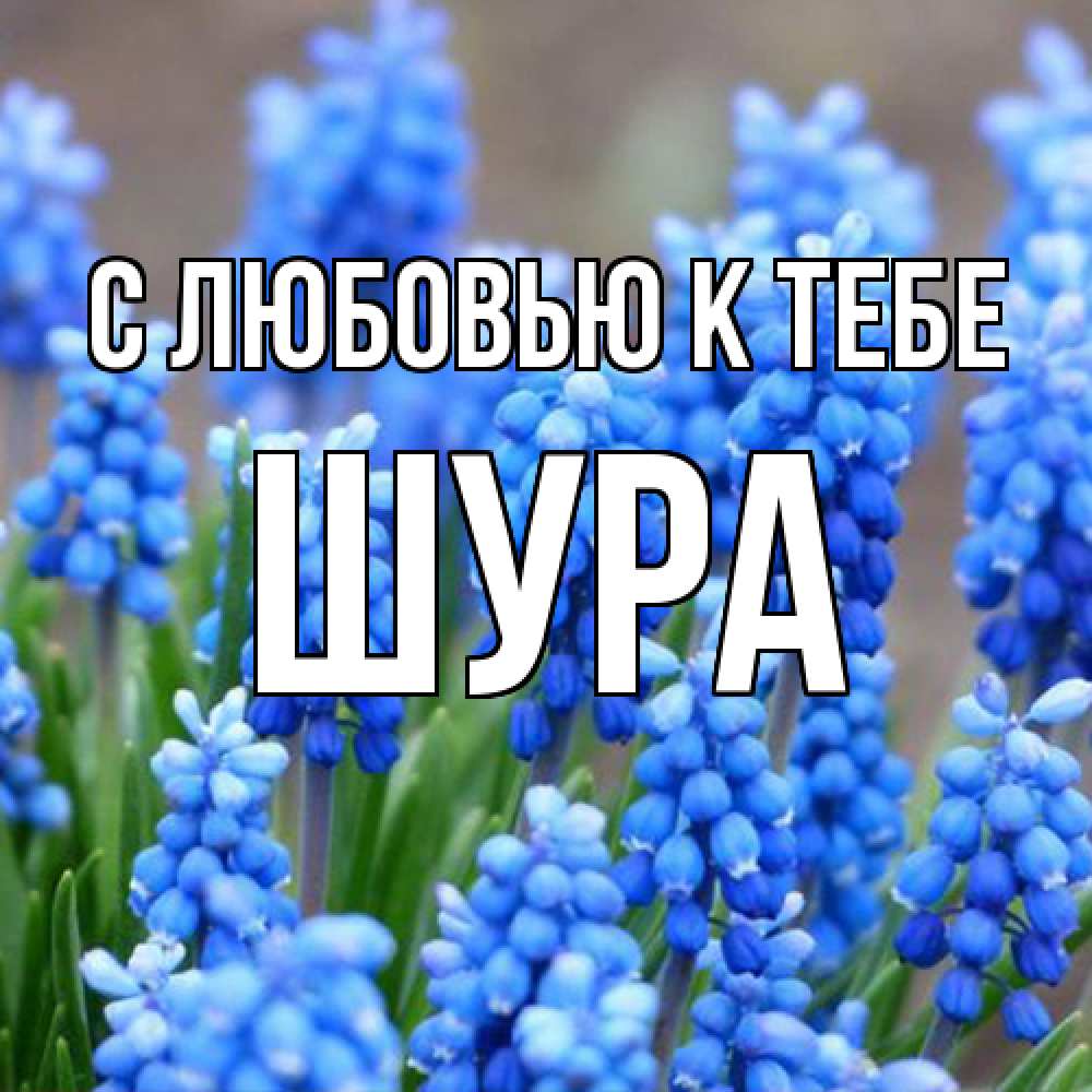 Открытка  с именем. Шура, С любовью к тебе  