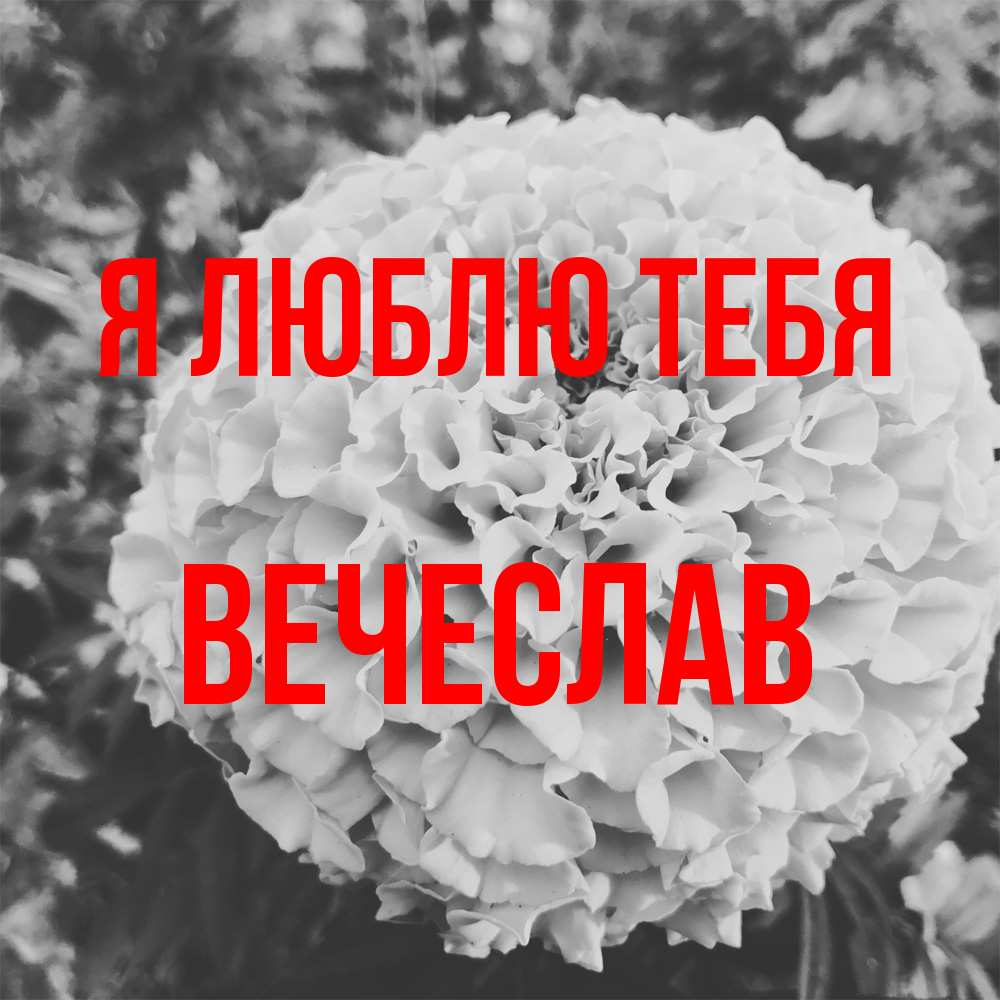 Открытка  с именем. Вечеслав, Я люблю тебя  