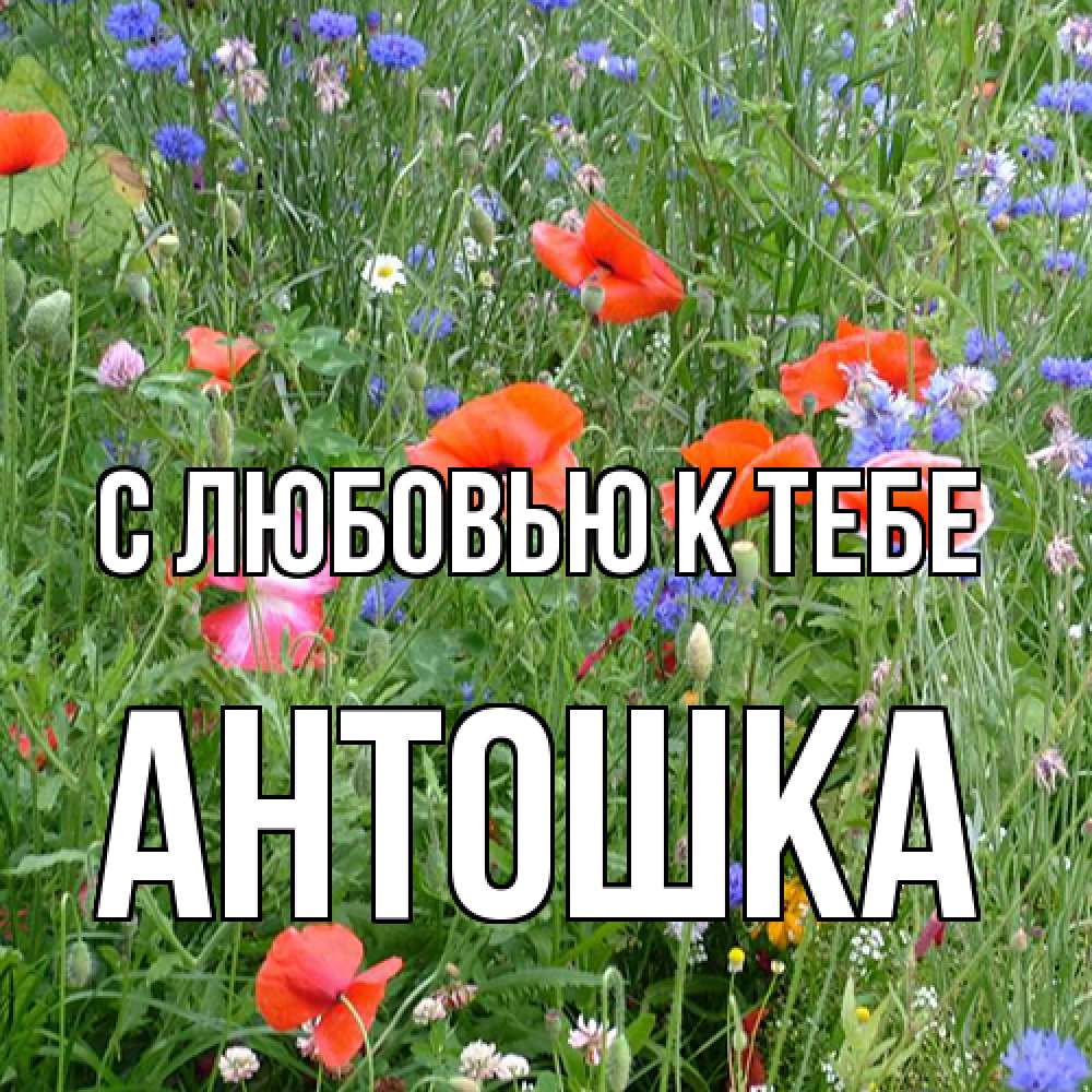 Открытка  с именем. Антошка, С любовью к тебе  