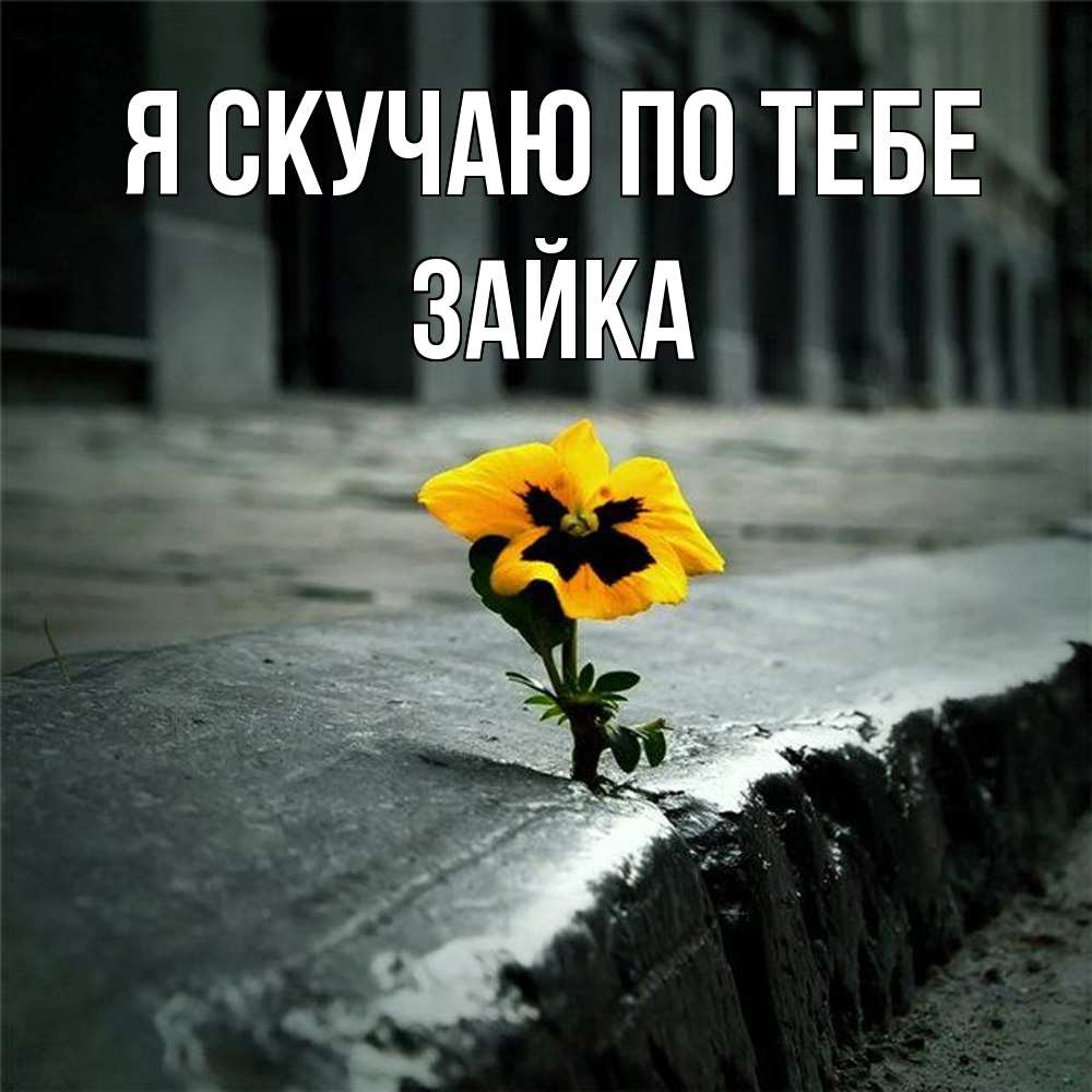 Открытка  с именем. Зайка, Я скучаю по тебе  