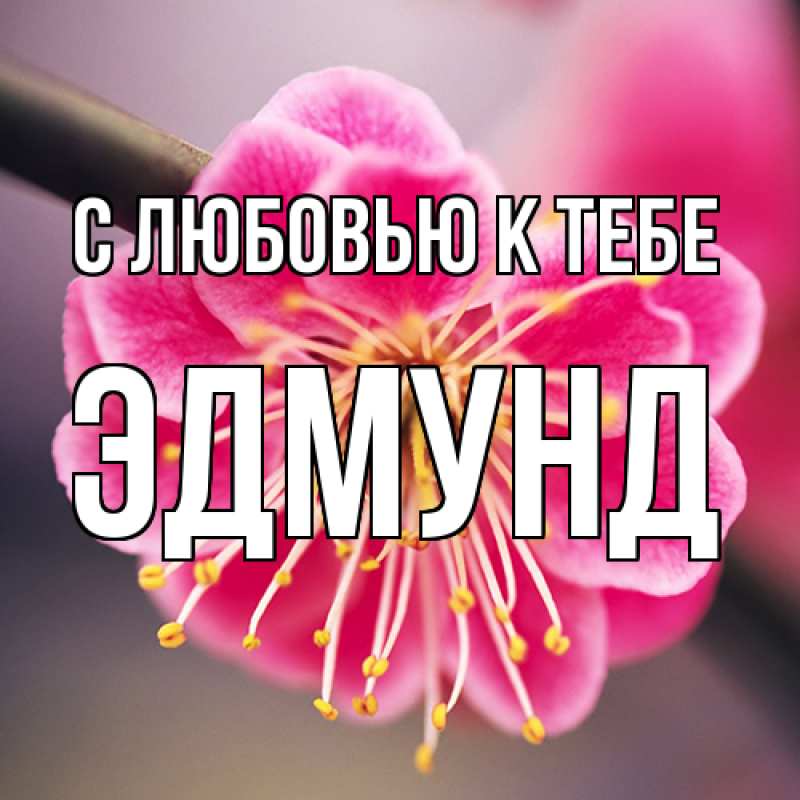 Картинка С любовью к тебе, Эдмунд