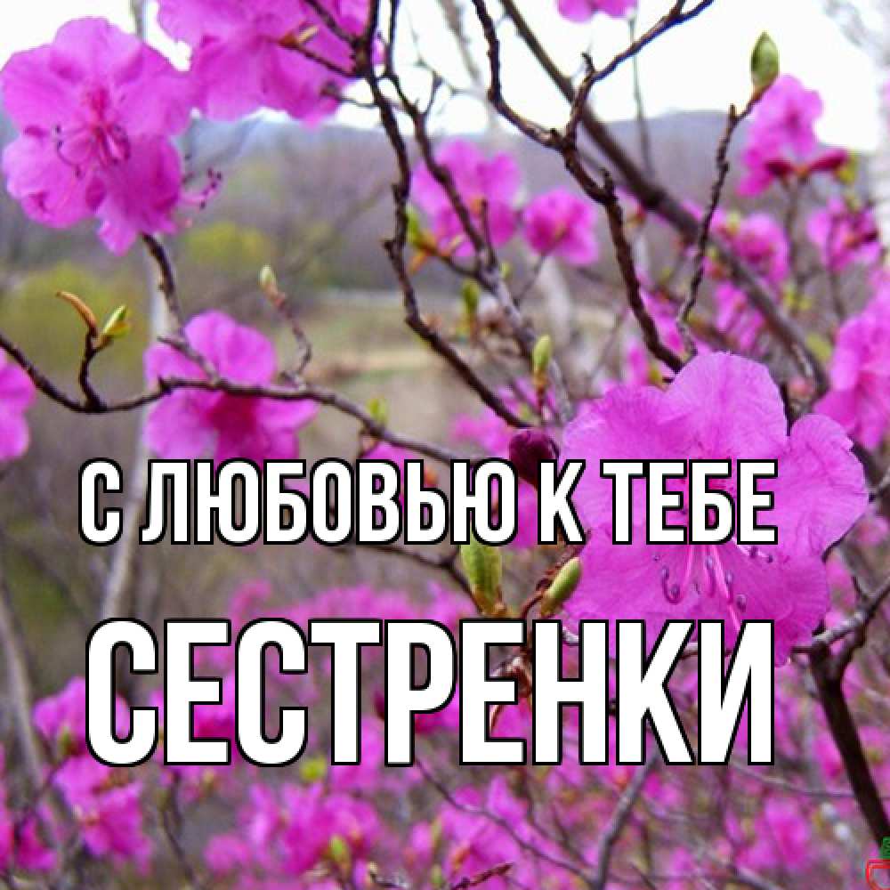 Открытка  с именем. Сестренки, С любовью к тебе  