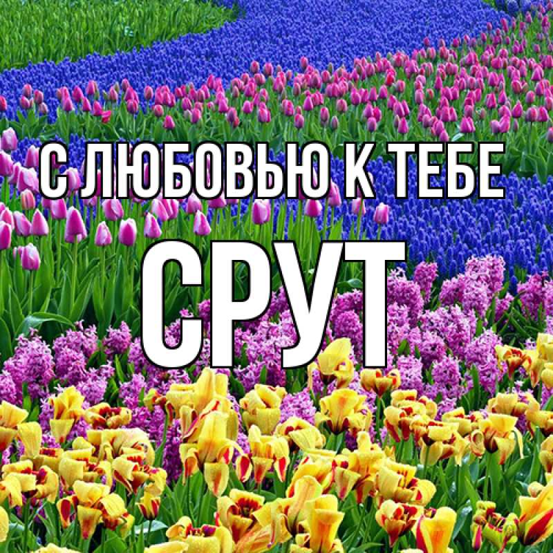 Картинка С любовью к тебе, срут