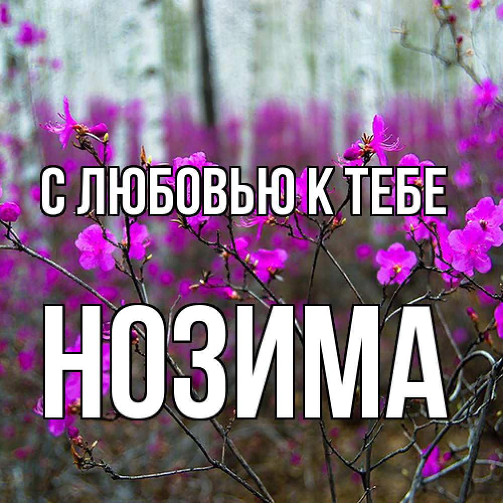 Открытка  с именем. НОЗИМА, С любовью к тебе  