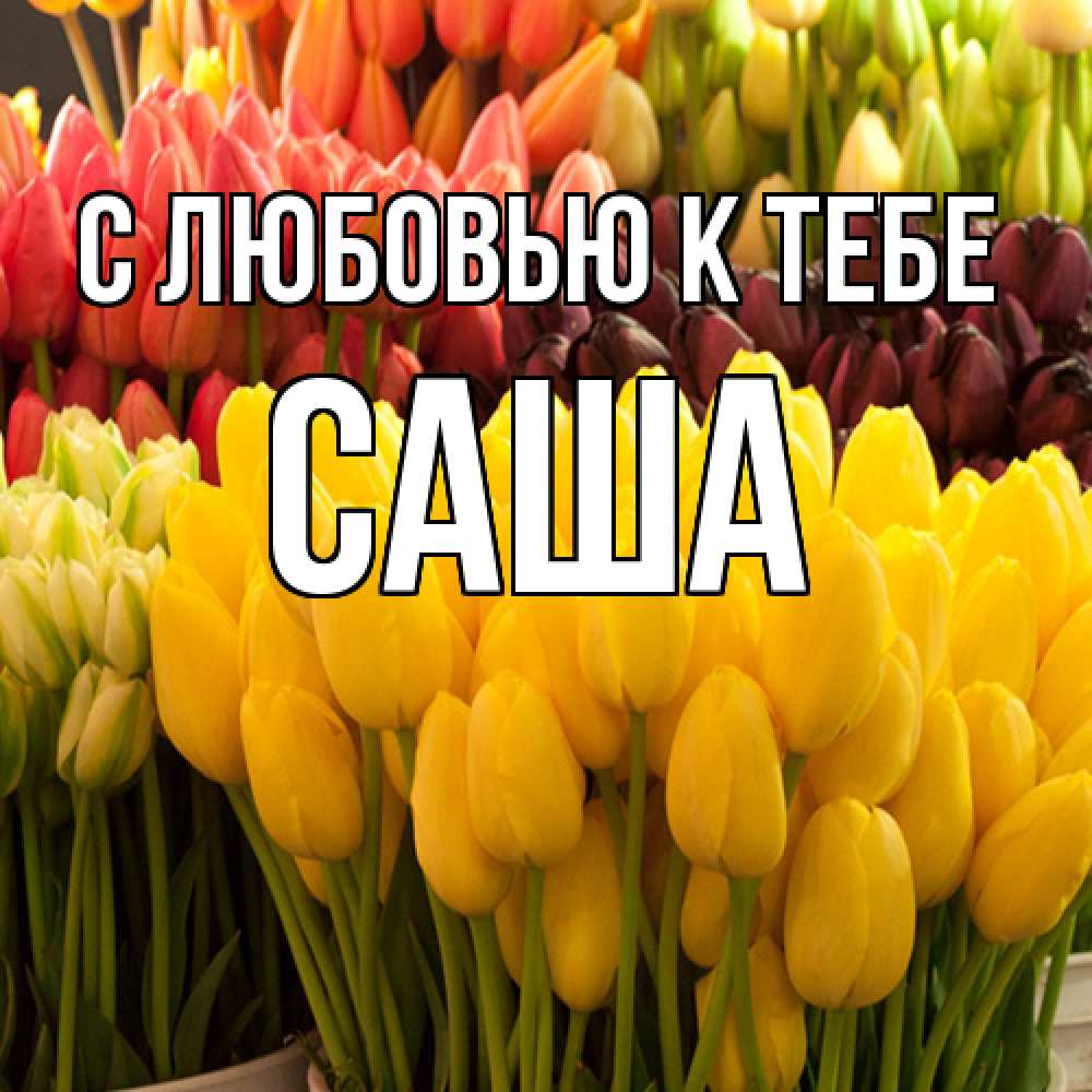 Открытка  с именем. Саша, С любовью к тебе  