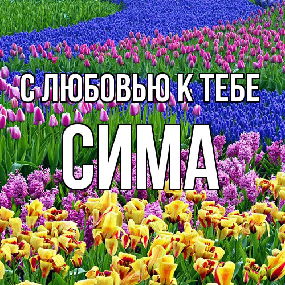 Открытка  с именем. Сима, С любовью к тебе  