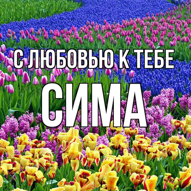 Картинка С любовью к тебе, Сима
