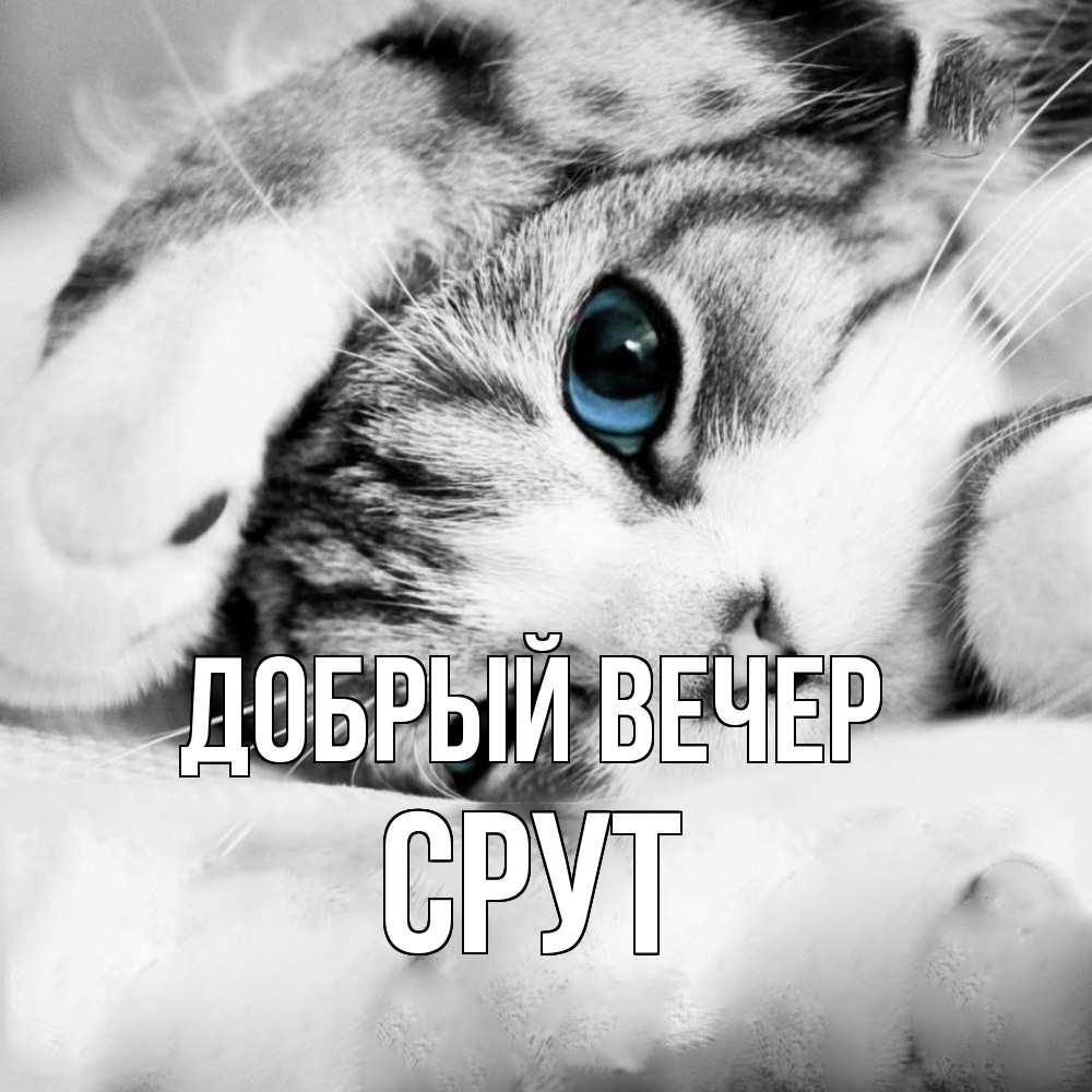 Открытка  с именем. срут, Добрый вечер  