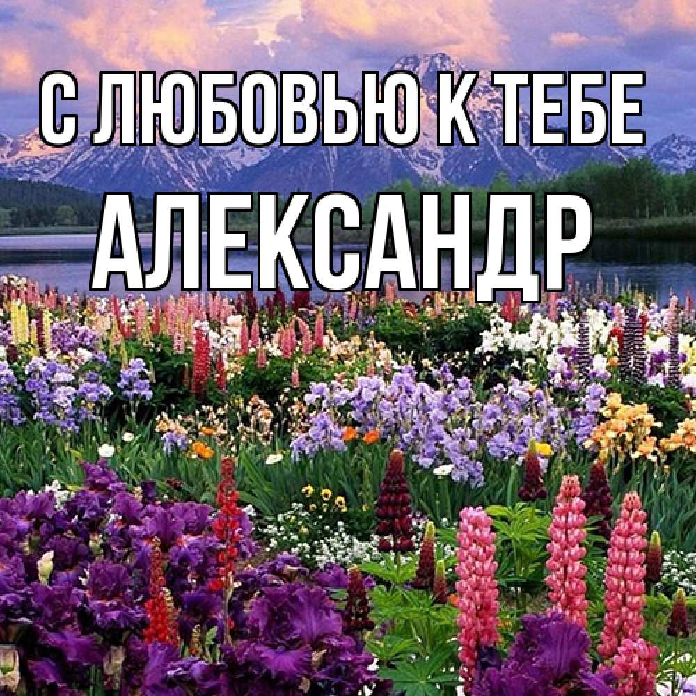 Открытка  с именем. Александр, С любовью к тебе  