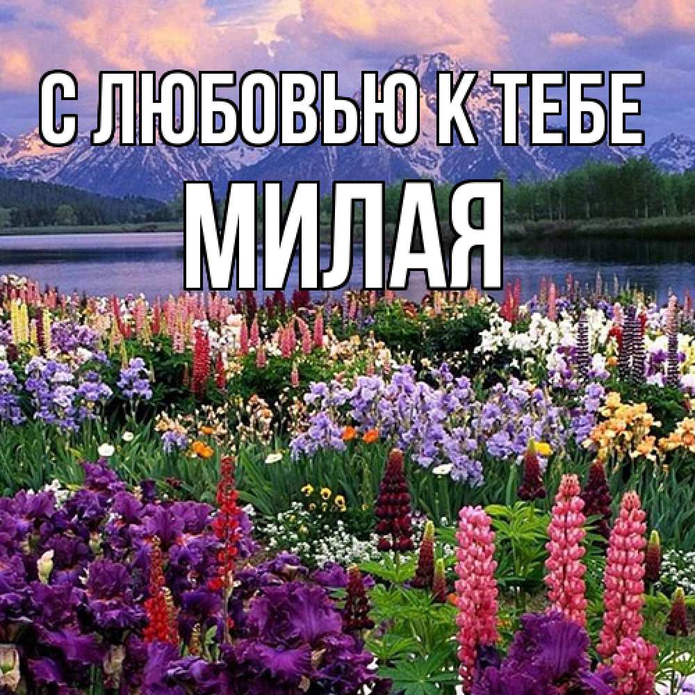 Открытка  с именем. МИЛАЯ, С любовью к тебе  