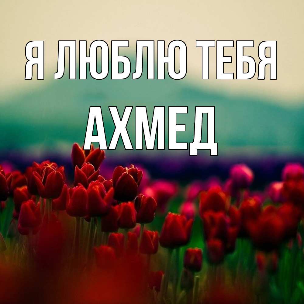Открытка  с именем. Ахмед, Я люблю тебя  