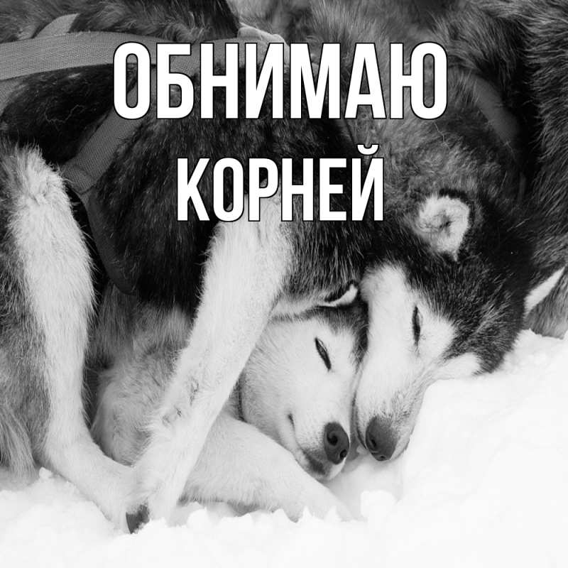 Картинка Обнимаю, Корней