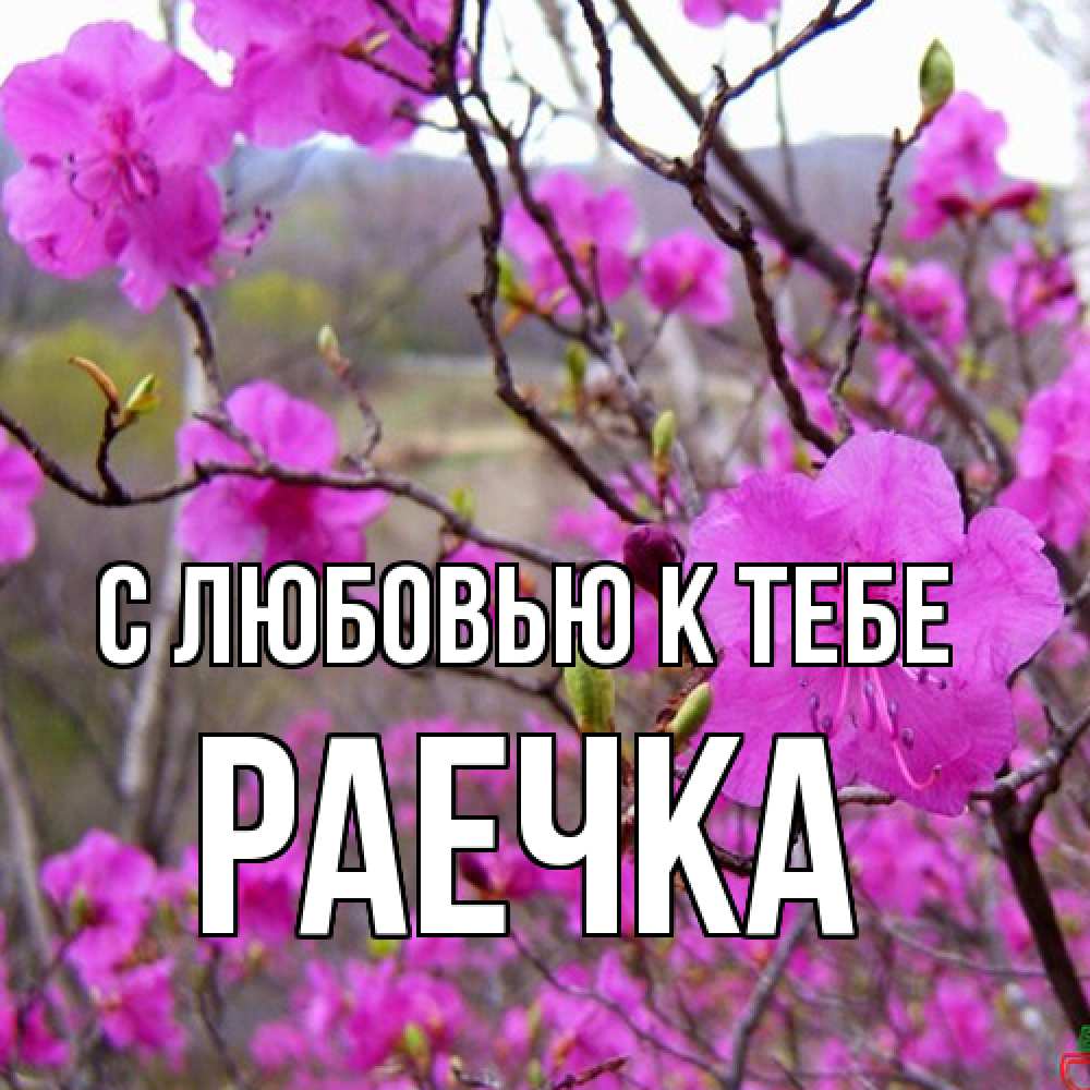 Открытка  с именем. Раечка, С любовью к тебе  