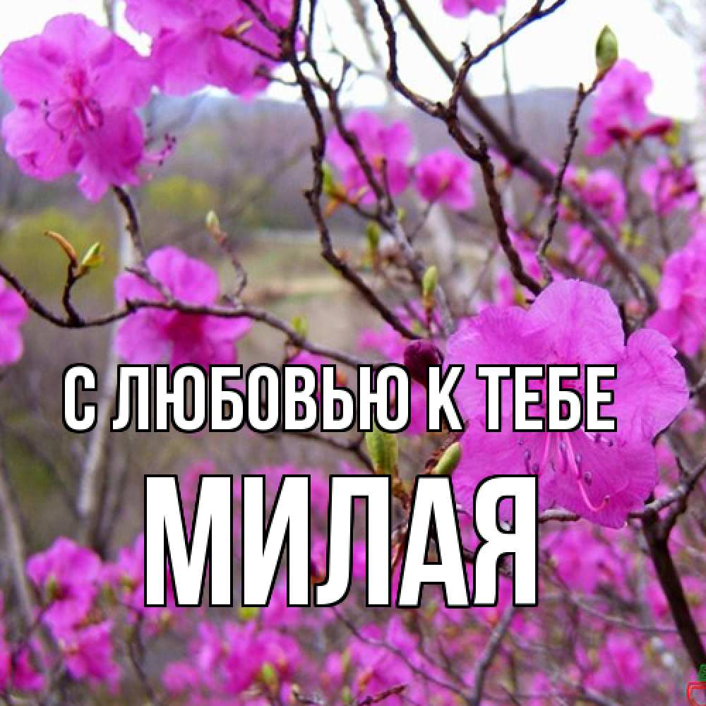 Открытка  с именем. МИЛАЯ, С любовью к тебе  