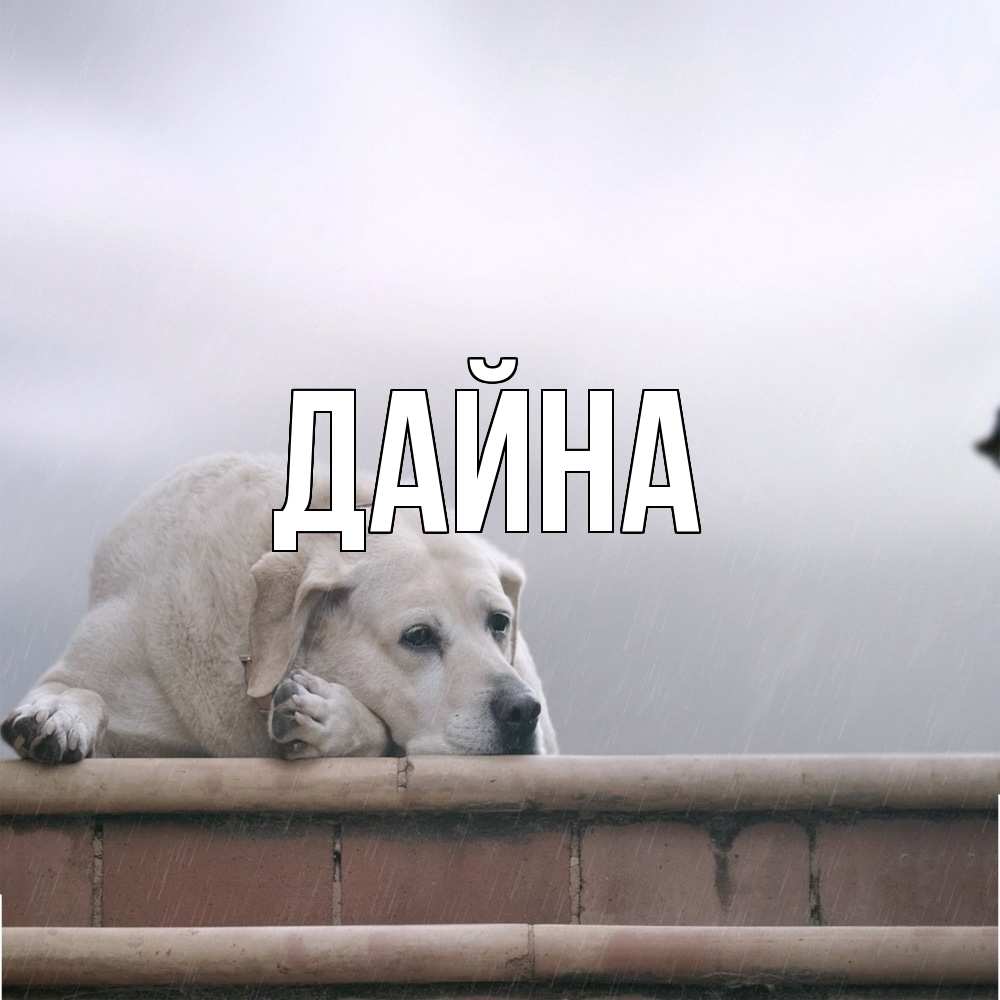 Открытка  с именем. Дайна, Главная  