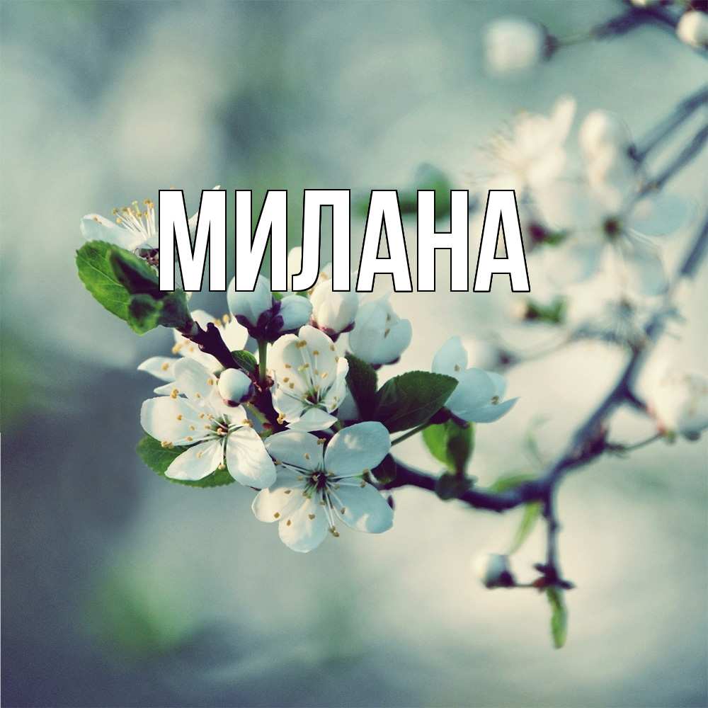 Открытка  с именем. Милана, Главная  