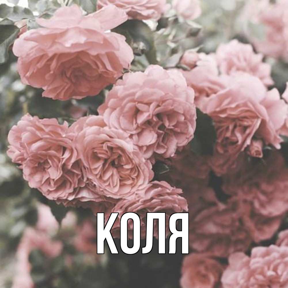 Открытка  с именем. коля, Главная  