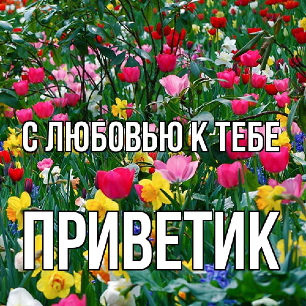 Открытка  с именем. приветик, С любовью к тебе  